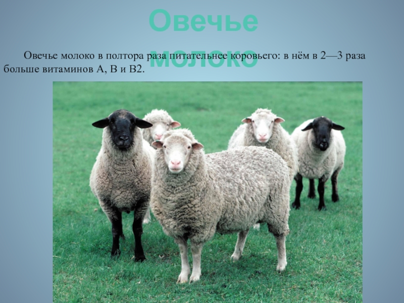 Овечье молоко. Овечьего молоко презентация. Найди барана. Барашек в поле бегал. Овечка доброе сердечко.