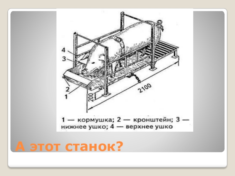 Станок для опороса свиней чертежи и размеры