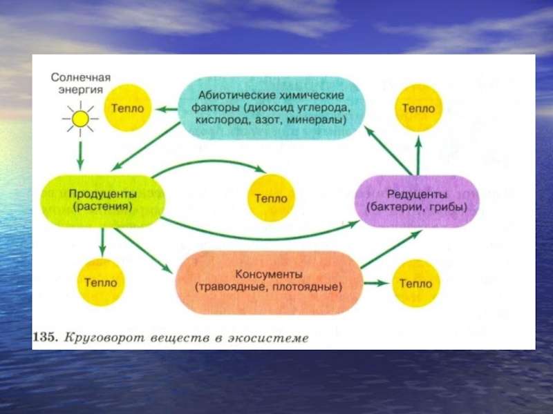 Экологические основы презентация