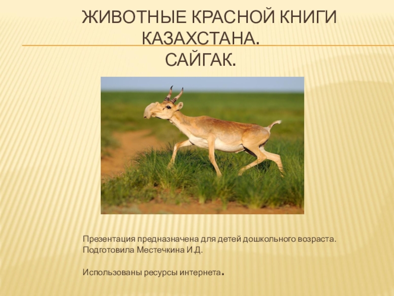Презентация Удивительные сайгаки. Животные красной книги Казахстана.