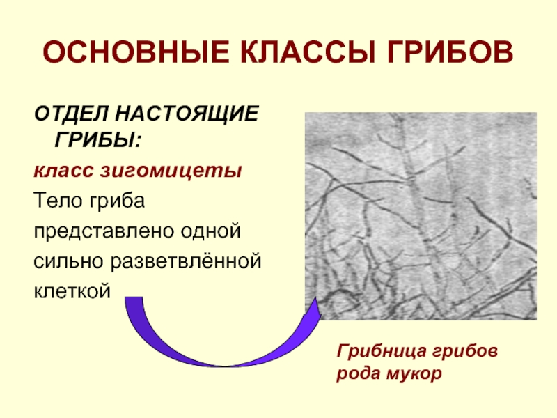 Отдел настоящие грибы – Зигомицеты (мукор).. Тело грибов представлено одной клеткой. Высшие грибы представляют собой 1 сильно разветвленную клетку. 13. Отдел низшие грибы, класс Зигомицеты.