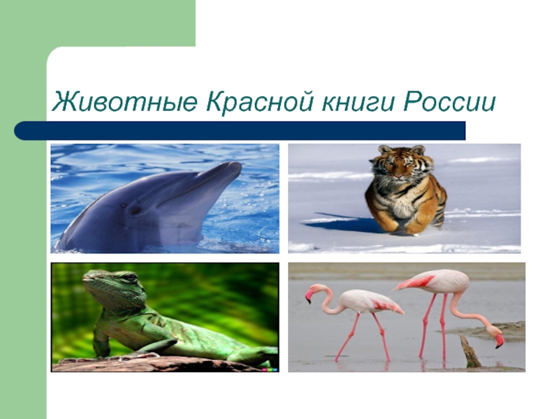 Презентация Презентация о животных, занесённых в Красную книгу России