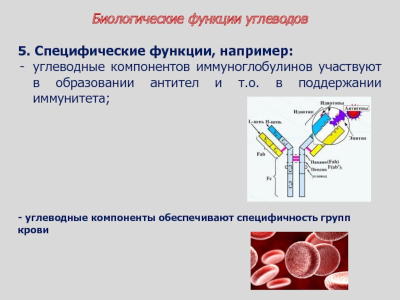 Где образуются антитела