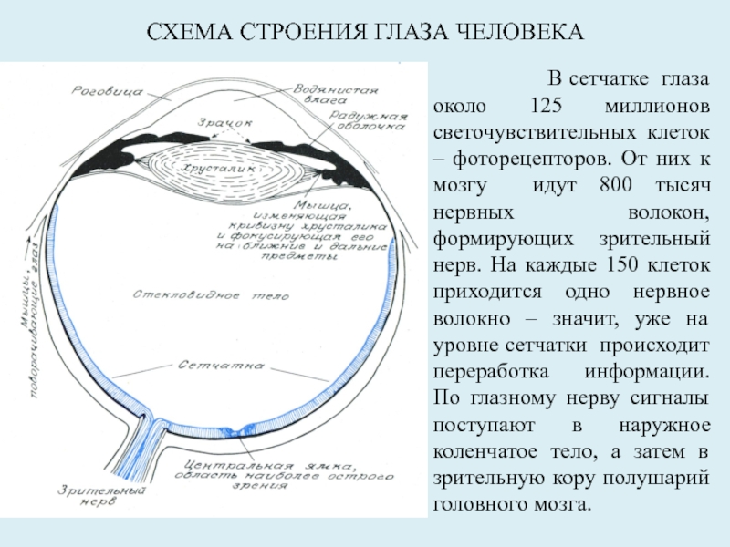 Строение очков для зрения схема и описание