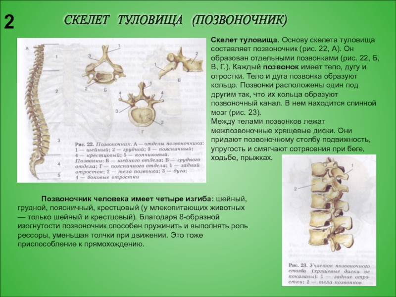 Скелет туловища образован