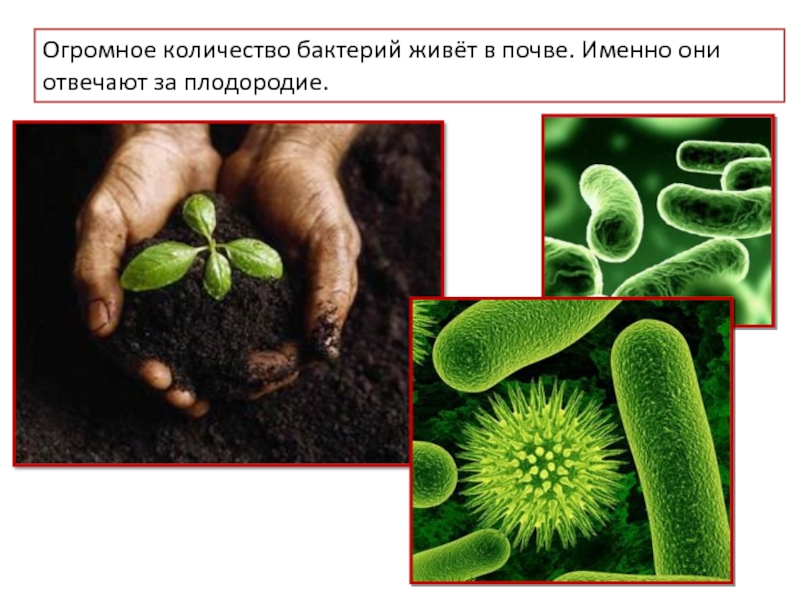 Инфекции в почве. Почвенные микроорганизмы. Микроорганизмы в почве. Микробы в почве. Бактерии обитающие в почве.