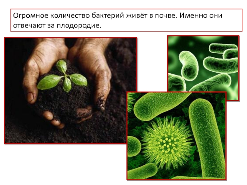 Бактерии растений. Микроорганизмы в почве. Микроорганизмы живущие в почве. Микробы в почве. Численность микроорганизмов в почве.