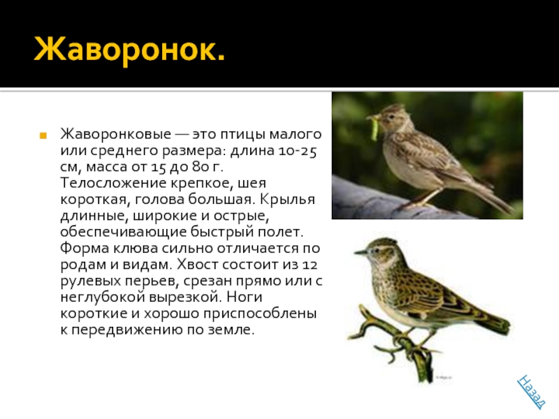 В а жуковский жаворонок а с пушкин птичка презентация 2 класс