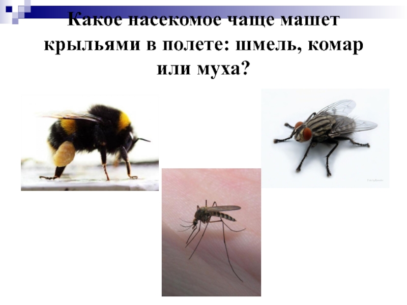 Скорость мухи составляет. Какое насекомое чаще машет крыльями. Какое насекомое чаще машет крыльями в полете Шмель комар или Муха. Скорость полета комнатной мухи. Максимальная скорость мухи.