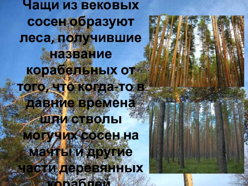 Чащи из вековых сосен образуют леса, получившие название корабельных от того, что когда-то в давние времена шли