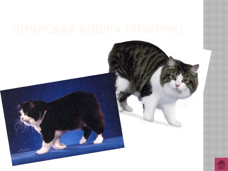 Кимрская кошка (Кимрик).