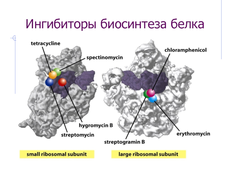 G ингибирующий белок. Белки ингибиторы примеры. Белки ингибиторы определение. Ингибиторы белка