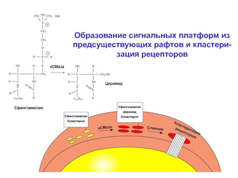 Образование мембран. Сигнальные платформы мембраны. Предел насыщения клеточных оболочек. Рецепторы на рафтах. Предел насыщения клеточных оболочек соответствует:.