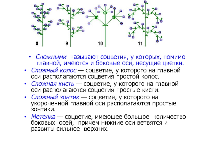 Какое из перечисленных соцветий относят к сложным