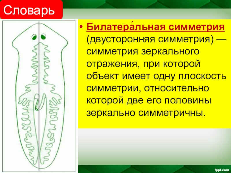 Двусторонняя симметрия. Билатеральная симметрия человека. Билатеральная симметрия (двусторонняя симметрия). Двусторонняя симметрия у плоских червей.