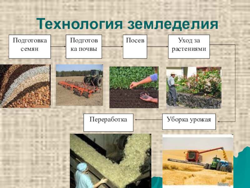 Способы переработки растений. Технологии земледелия. Этапы подготовки почвы к посеву. Технология подготовки почвы. Процесс изготовления земледелие.