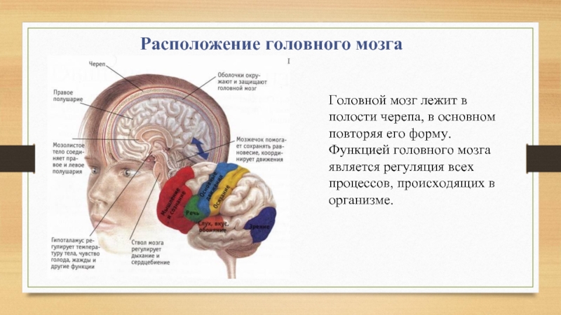 В полости черепа расположен. Расположение головного мозга. Расположение головного мозга в черепе. Головной мозг в полости черепа. Расположение мозга в черепе в разрезе.