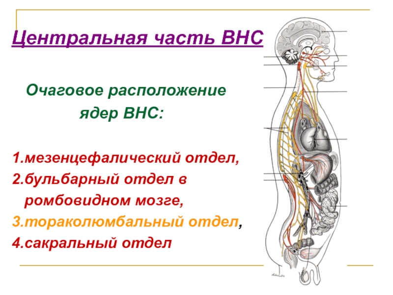 Функциональная анатомия вегетативной нервной системы презентация