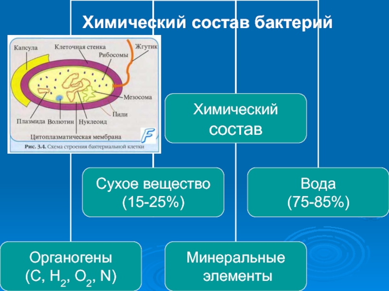 Процессы характерные для бактерий