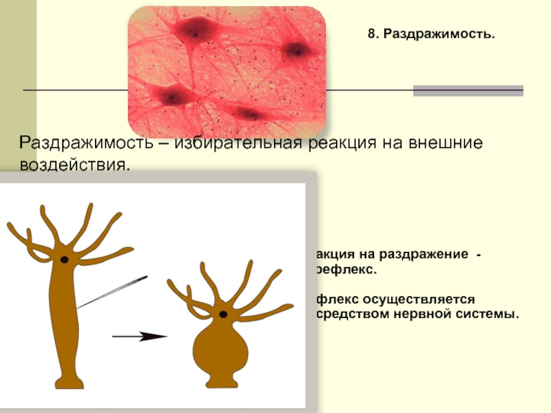 Раздражимость клетки