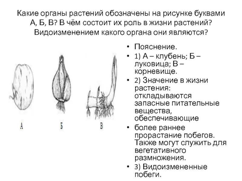 Какие органы представлены на рисунке. Какие органы растений обозначены на рисунке. Роль луковицы в жизни растения. Какие органы растения обозначены на рисунке буквами а б в. Каким органом растения является луковица.