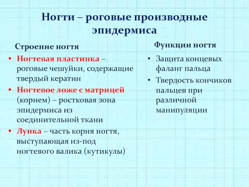 Роговые производные эпидермиса