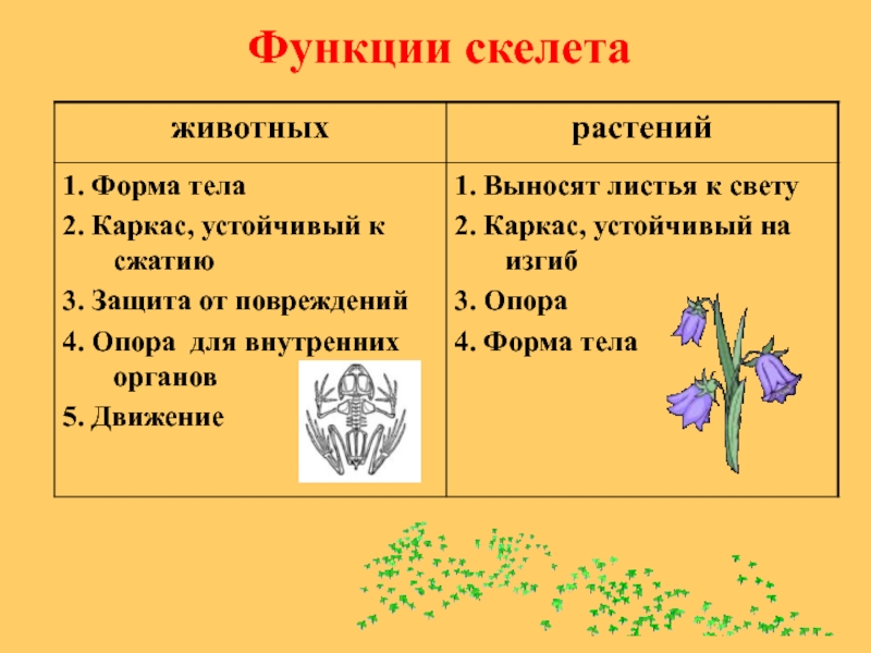 Скелет опора организма