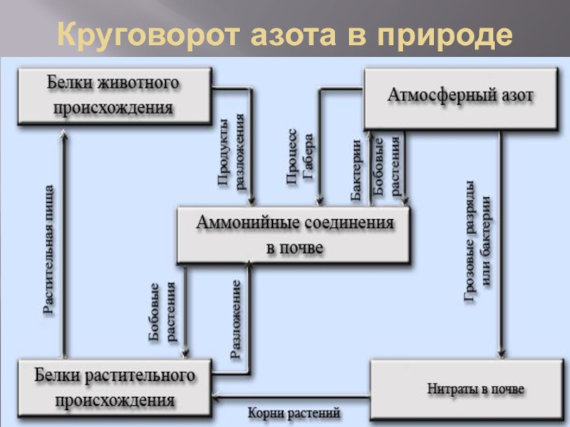 Круговорот азота презентация