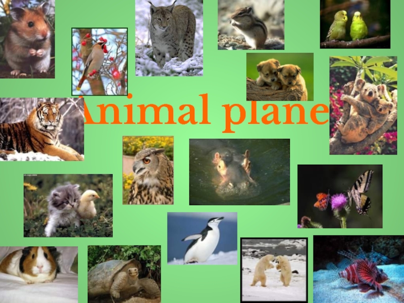 Animal Planet 5 класс