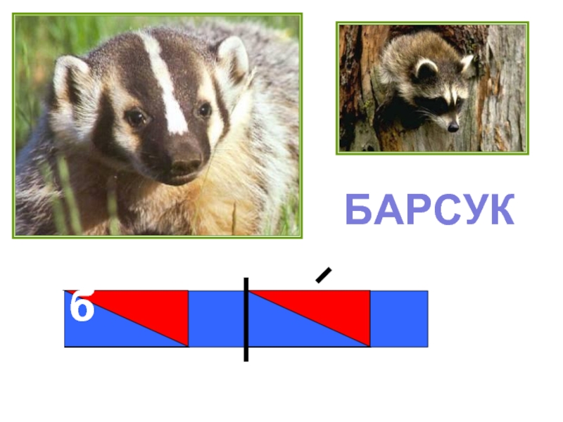 Слова белка гласные. Схема слова барсук. Барсук звуковая схема. Схема барсук 1 класс. Белка звуковая схема.