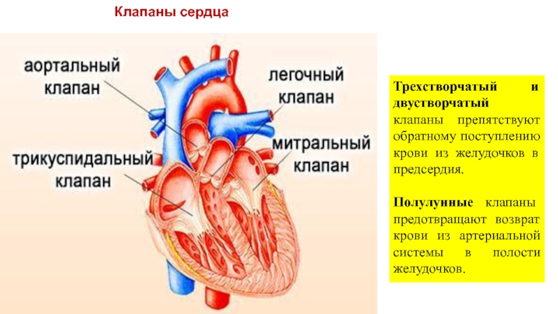 Кровь движется из предсердий в желудочки. Строение сердца двустворчатый клапан. Строение сердца трехстворчатый клапан. Сердце желудочки и предсердия клапаны. Двустворчатый клапан и трехстворчатый клапан.