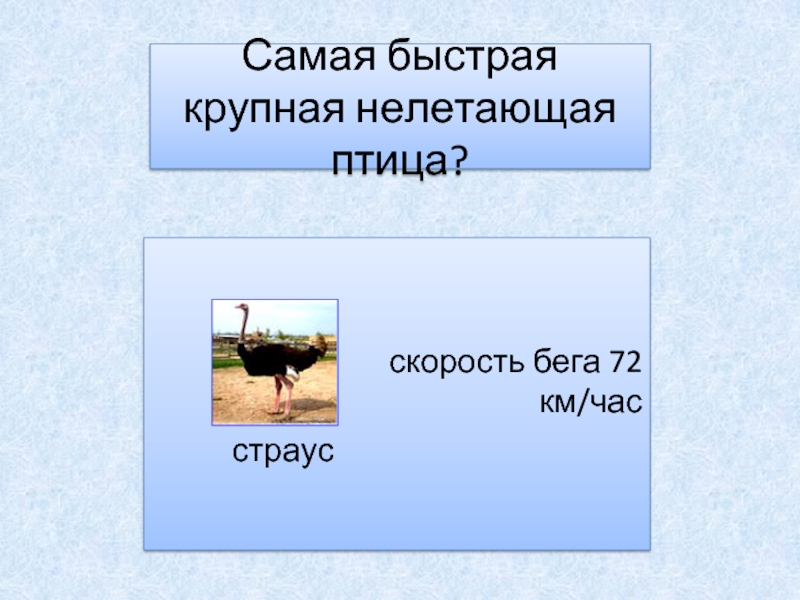 Быстро крупнейший. С какой скоростью бегает Газель. С какой скоростью бежит Газель. Птичка скорость бегом.