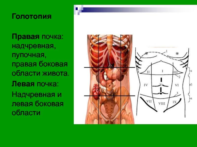 9 областей живота. Почки скелетотопия синтопия голотопия. Голотопия брюшной полости. Голотопия правой почки. Голотопия левой почки.