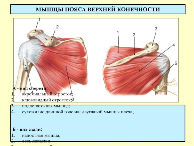 Операция разрыва сухожилия надостной мышцы. Мышцы плечевого пояса и плеча вид спереди. Мышцы плечевого пояса подлопаточная мышца. Мышцы пояса верхней конечности вид спереди. Мышцы плечевого пояса анатомия надостная.