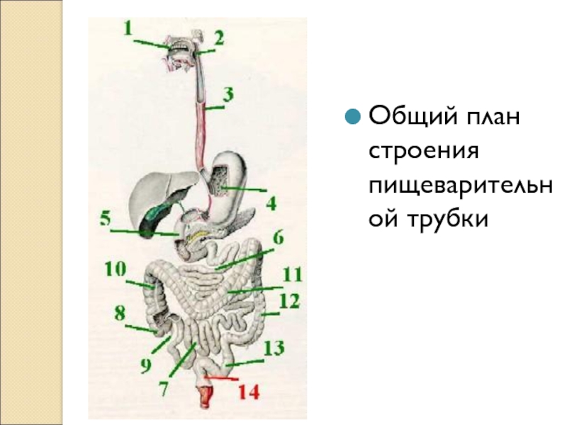 Строение пищеварительной системы простейших. Передний отдел пищеварительной системы.