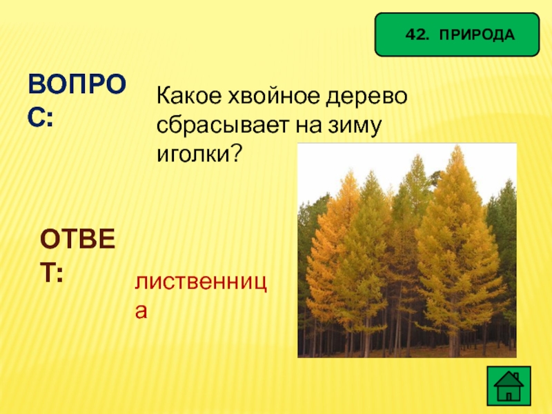 42.  ПРИРОДАВОПРОС:Какое хвойное дерево сбрасывает на зиму иголки?ОТВЕТ:лиственница