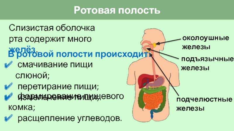 Фото ротовой полости человека