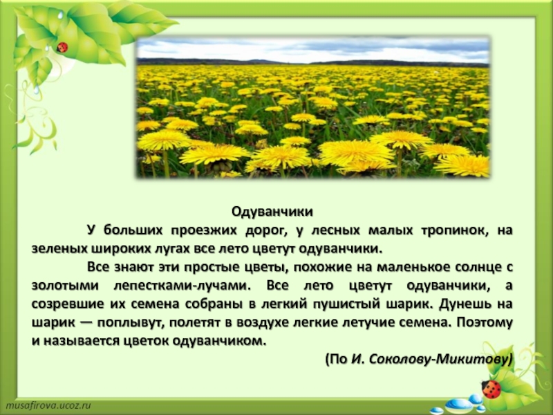 На зеленых широких лугах. Одуванчики. По к. Соколову-Микитову.). У больших дорог и лесных тропинок всё лето цветут одуванчики.