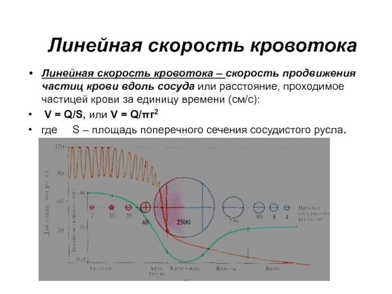 Определение скорости кровотока в сосудах