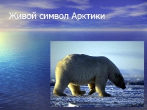 Белый медведь - живой символ Арктики