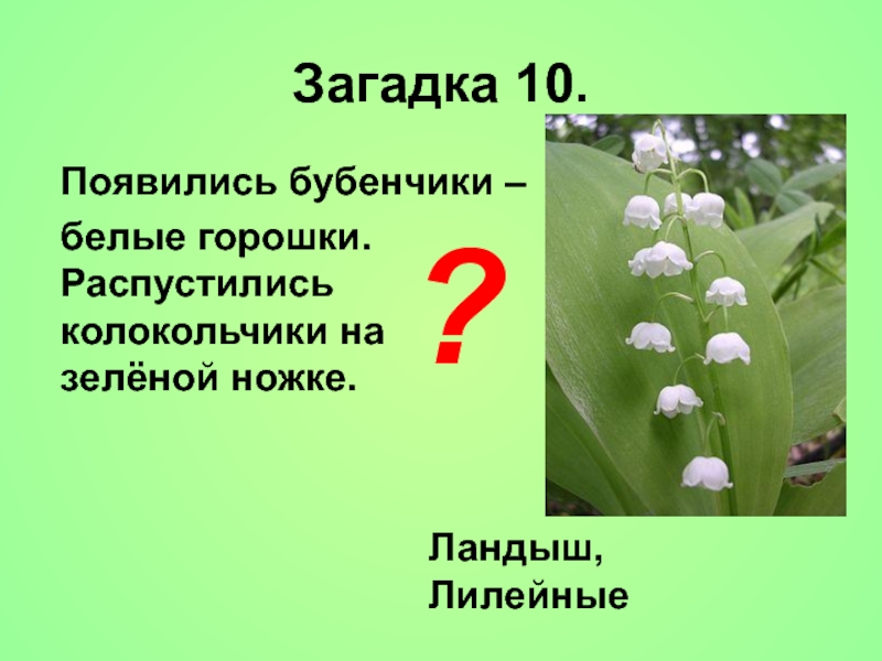 Составить загадку о ландыше. Загадки о ландыше короткие.