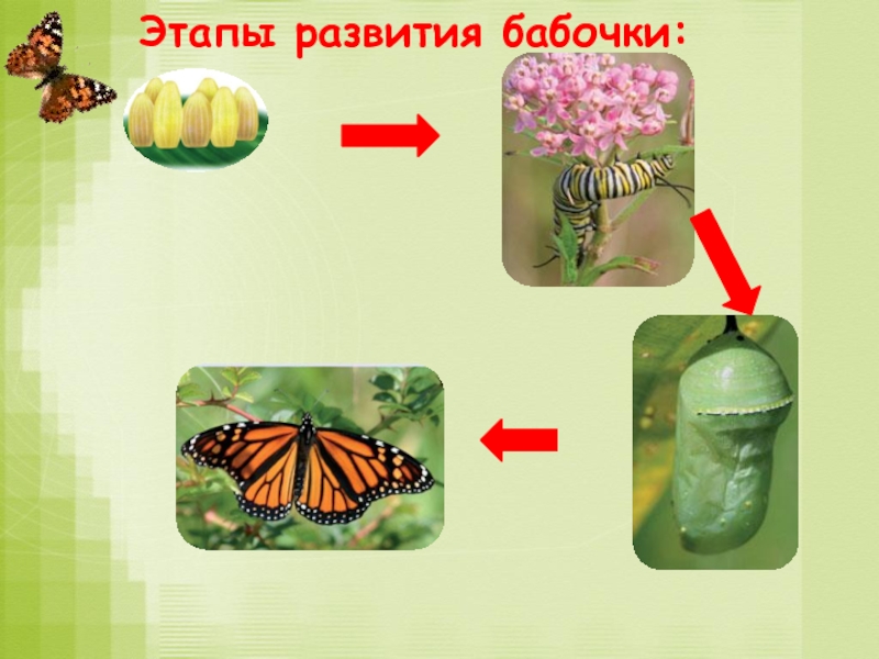 Окружающий мир размножение развитие животных. Этапы развития бабочки. Стадии развития бабочки. Этапы размножения зверей. Модель развития животных.