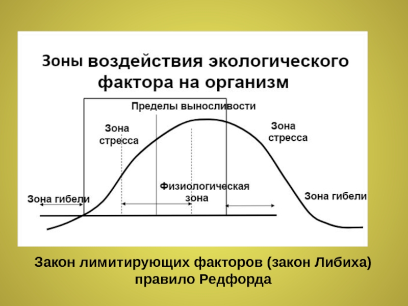 Лимитирующий фактор леса