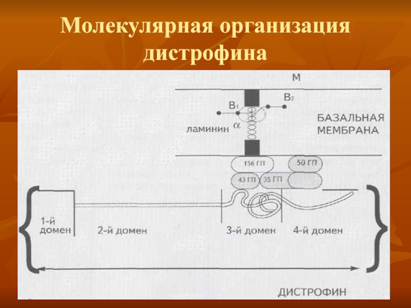 Молекулярная организация. Синтез дистрофина. Дистрофин строение. Биохимия дистрофин.