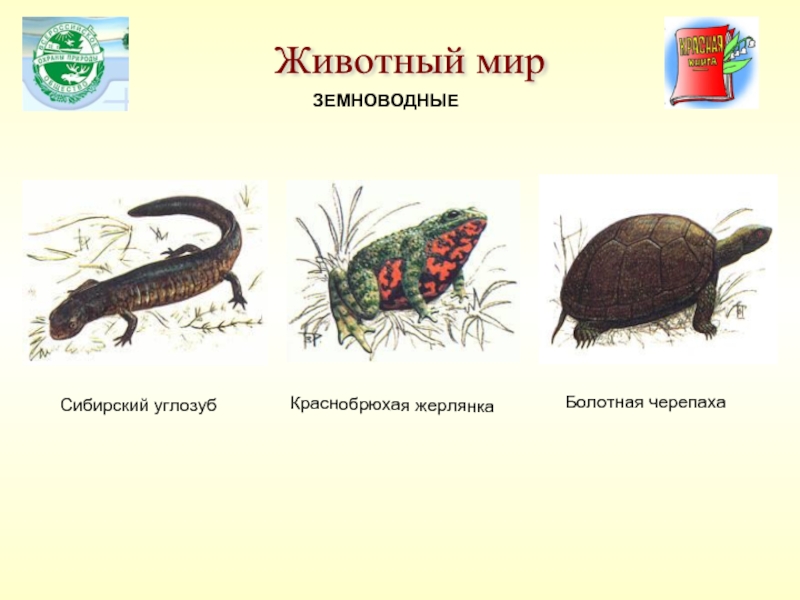 Сибирский углозуб   Краснобрюхая жерлянкаЗЕМНОВОДНЫЕБолотная черепахаЖивотный мир