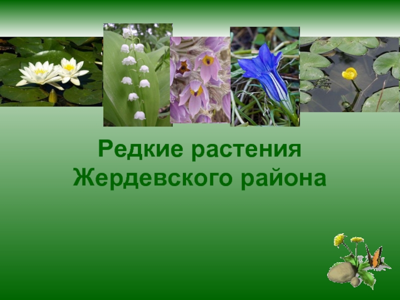 Презентация Редкие растения Жердевского района