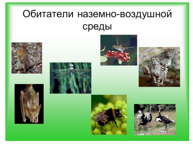 Наименьший живой организм. Представители наземно-воздушной среды обитания. Воздушно-наземная среда обитания. Обители нащемно воздушной срелы. Обитатели воздушной среды.