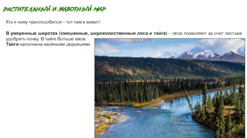 Тайга география 7 класс. Тайга кто там живет. Тайга кто там обитает. Тайга умеренный широты. Как выглядит Тайга в России.