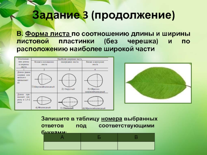 Форма листовой пластинки шалфея. Формы листовой пластинки 6 класс биология. Ширина листовой пластинки. Типы листовых пластинок по форме.
