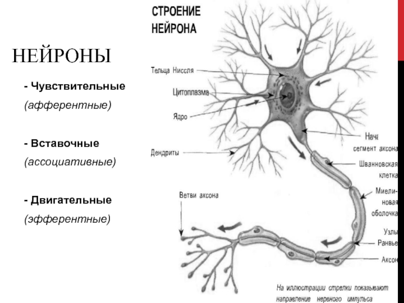 Чувствительные вставочные нейроны. Строение чувствительного нейрона. Двигательный Нейрон чувствительный Нейрон. Чувствительный Нейрон вставочный Нейрон двигательный. Строение афферентного нейрона.